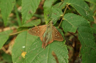 Long-tailed Skipper