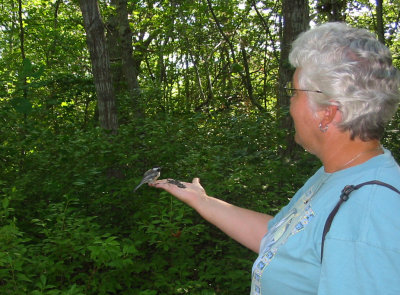 Feeding a Chickadee