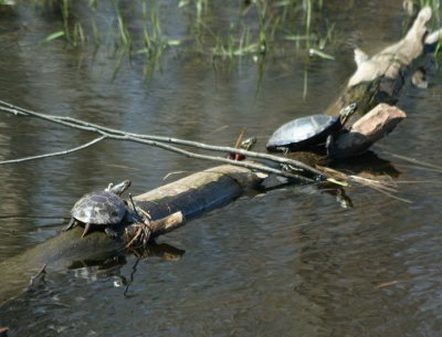 Painted Turtles