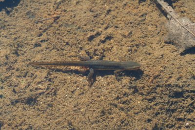 Red-spotted Newt