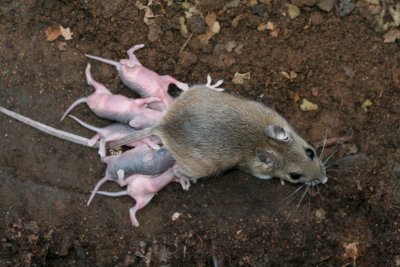 Field Mouse with Babies