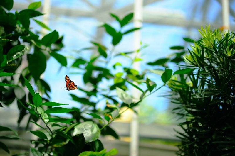 D3B_9023CinciButterfly1.jpg