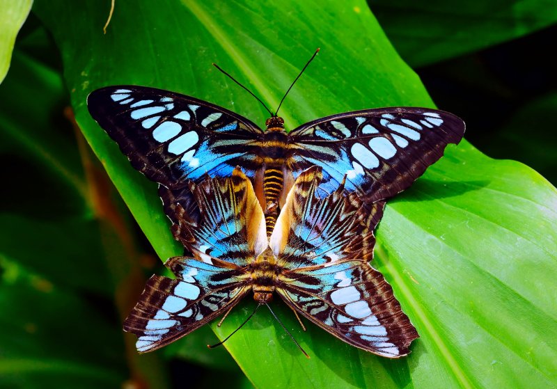D3B_8925CinciButterfly1.jpg