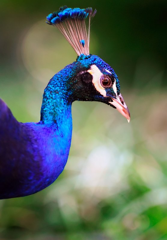 D3C_2871WWParkPeacock1.jpg