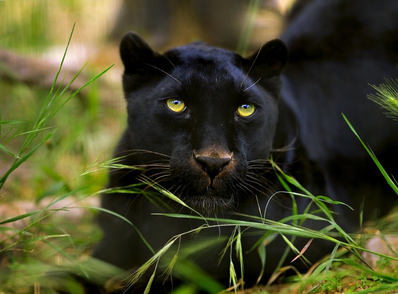 D3D_5380MelanoticLeopardCropB1.jpg