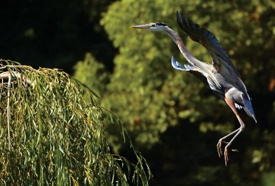 D2H_2344GBHeron.jpg