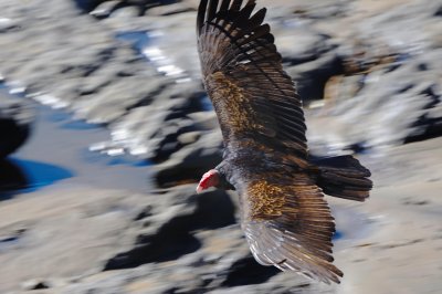 D3B_2660TurkeyVulture1.jpg