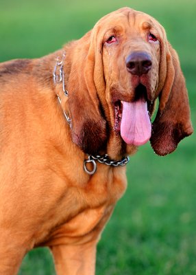 D3C_4291WWParkBloodHound1.jpg