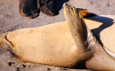 D3C_8751ElephantSeal1.jpg