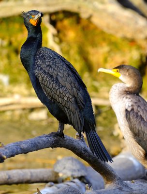 D3D_1713Cormorant1.jpg