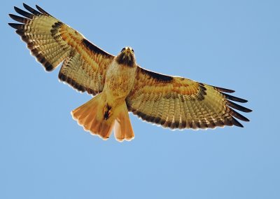 D3D_1930RedTailedHawk.jpg