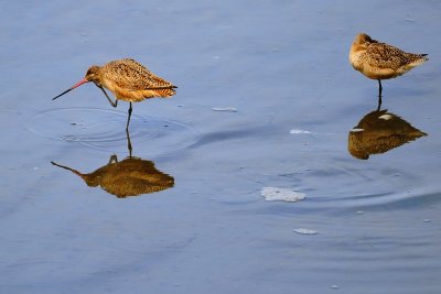 D3D_1854MarbledGodwit1.jpg