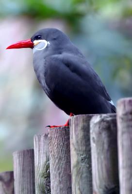 g3/36/508836/3/54505912.D2H_5509BirdCrop.jpg