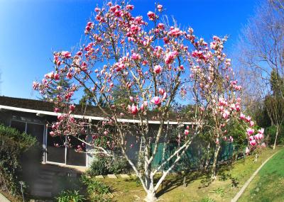 D70_2061TulipTree.jpg