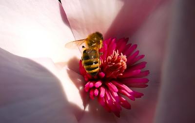 D70_2080TulipTreeBee1.jpg