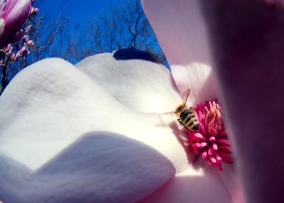 D70_2082TulipTreeBee.jpg