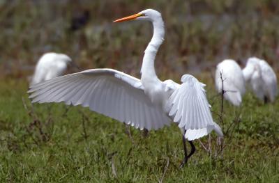 D2H_6425GreatEgret.jpg