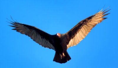 D2H_8587TurkeyVulture.jpg