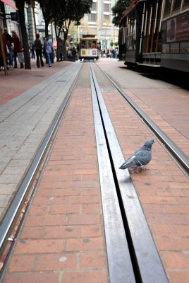 D3A_0394CableCarPigeon1.jpg