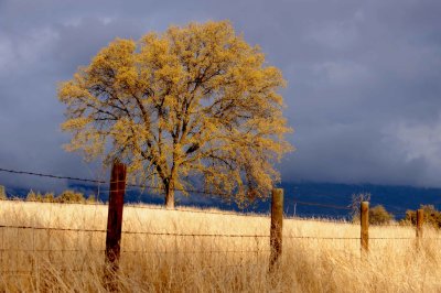 D3A_0657Millerton Tree1.jpg