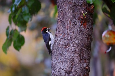 D3A_0781WoodpeckerA1.jpg