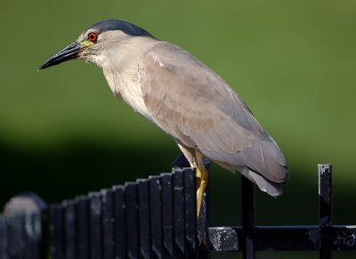 D2H_2263BCNHeron.jpg