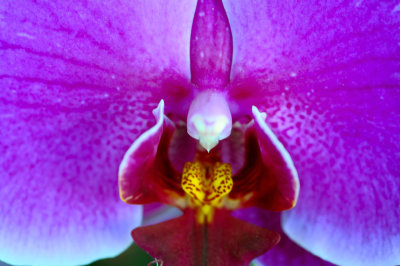 D3A_7415Orchid1.jpg