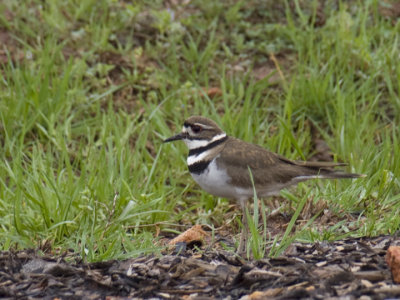P4058055.jpg