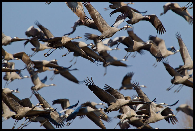 Grues Cendres 14