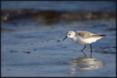 Bcasseau Sanderling