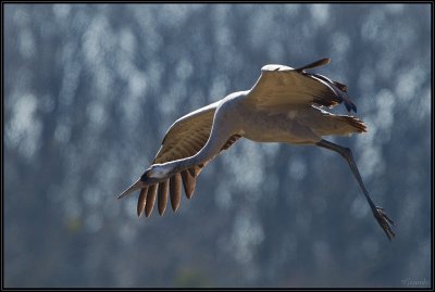 Grues Cendres 16