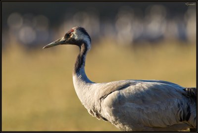 Grues Cendres 05