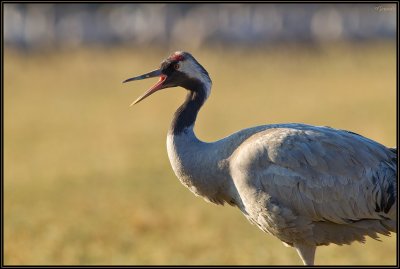 Grues Cendres 06