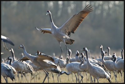Grues Cendres 19