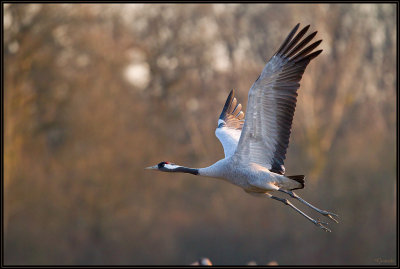 Grues Cendres 21