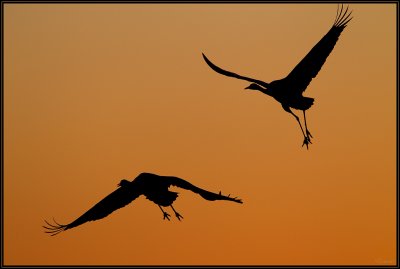 Grues Cendres 23