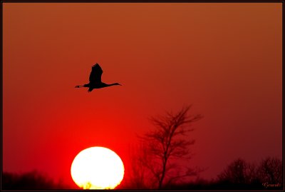 Grues Cendres 24