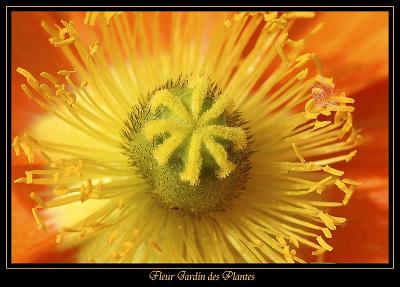 Fleur Jardin des plantes 1