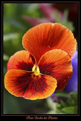 Fleur Jardin des plantes 2
