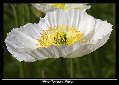 Fleur Jardin des plantes 3