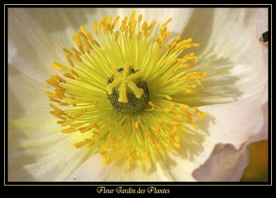 Fleur Jardin des plantes 4