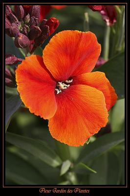Fleur Jardin des plantes 5