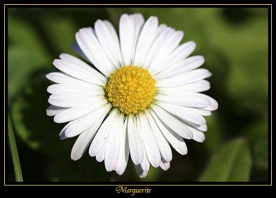 Marguerite
