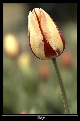 g3/36/552736/3/42787165.34Fleursavr2005.jpg