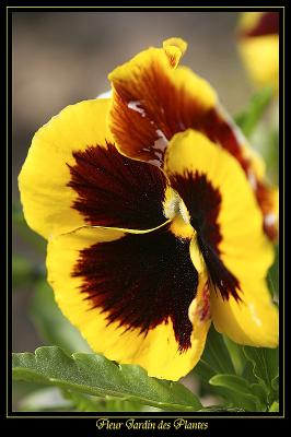 Fleur Jardin des plantes 6