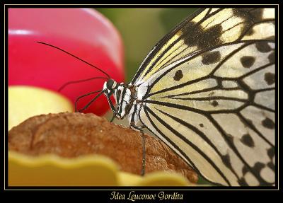 g3/36/552736/3/43095754.57SerreauxPapillonsmai2005.jpg
