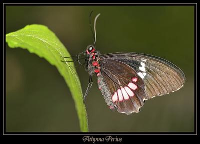 Athyma Perius 5