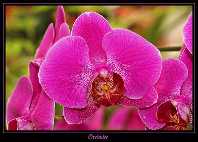 Orchide 3