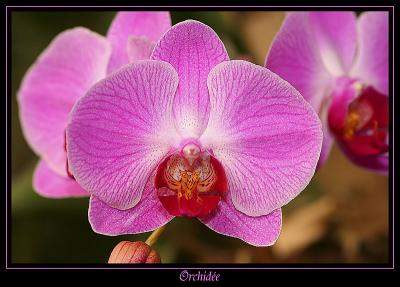 Orchide 5