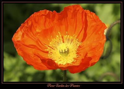 Fleur Jardin des plantes 7